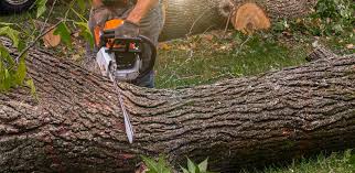 How Our Tree Care Process Works  in  Five Points, NC
